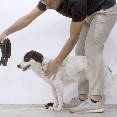 Pechera FlyHarness para Perros Vortex