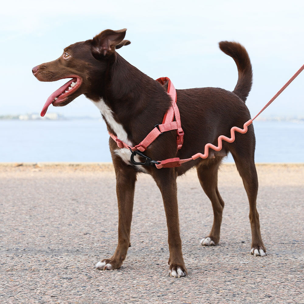 Arnés SofterWalk para Perros Jaladores Naturals Canyon