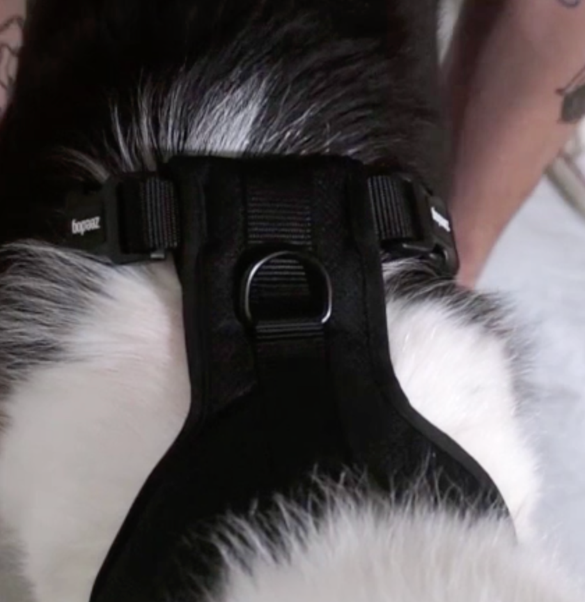 Pechera Air Mesh Ajustable para Perros H3D Fly