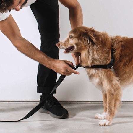 Arnés Soft-Walk para Perros Jaladores Gotham