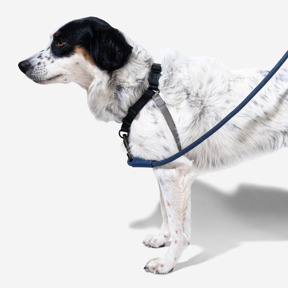 Arnés Soft-Walk para Perros Jaladores Gotham