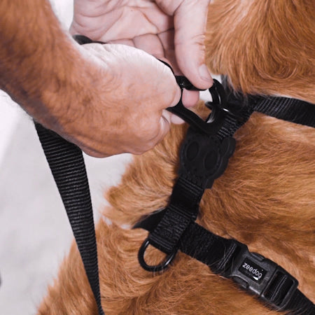 H-Harness para Perros Gotham