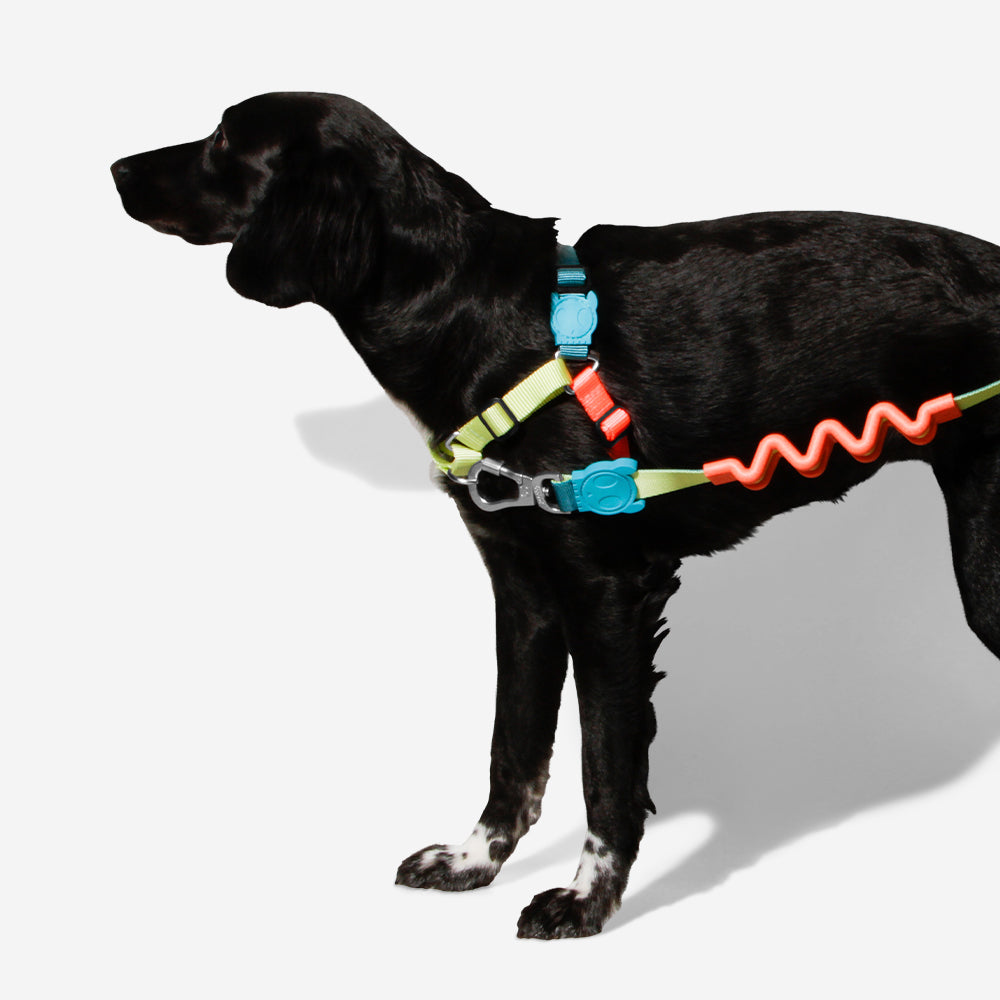 Arnés Soft-Walk para Perros Jaladores Jumper