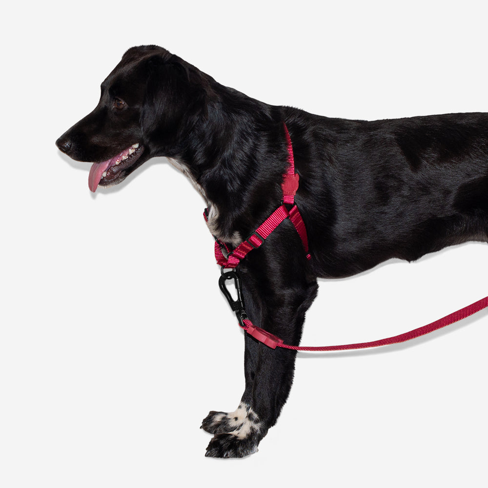 Arnés Soft-Walk para Perros Jaladores Bordeau